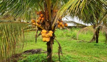 coconut cultivation