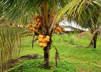 coconut cultivation