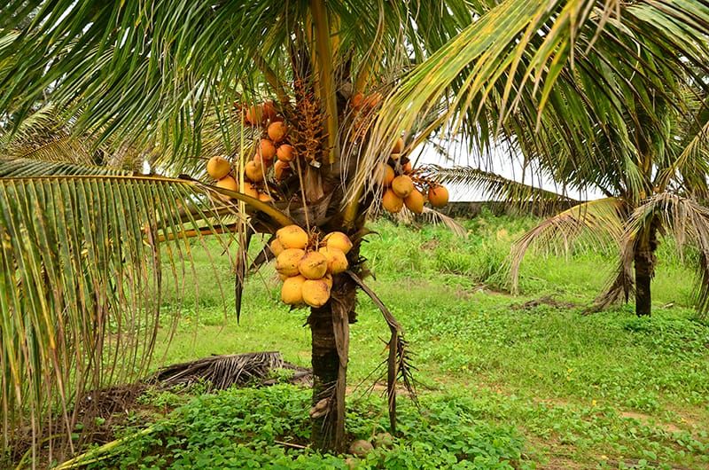 coconut cultivation